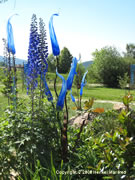 praesentationen Manfreds Gartentr&auml;ume Garten Kunst Dekoration bild09